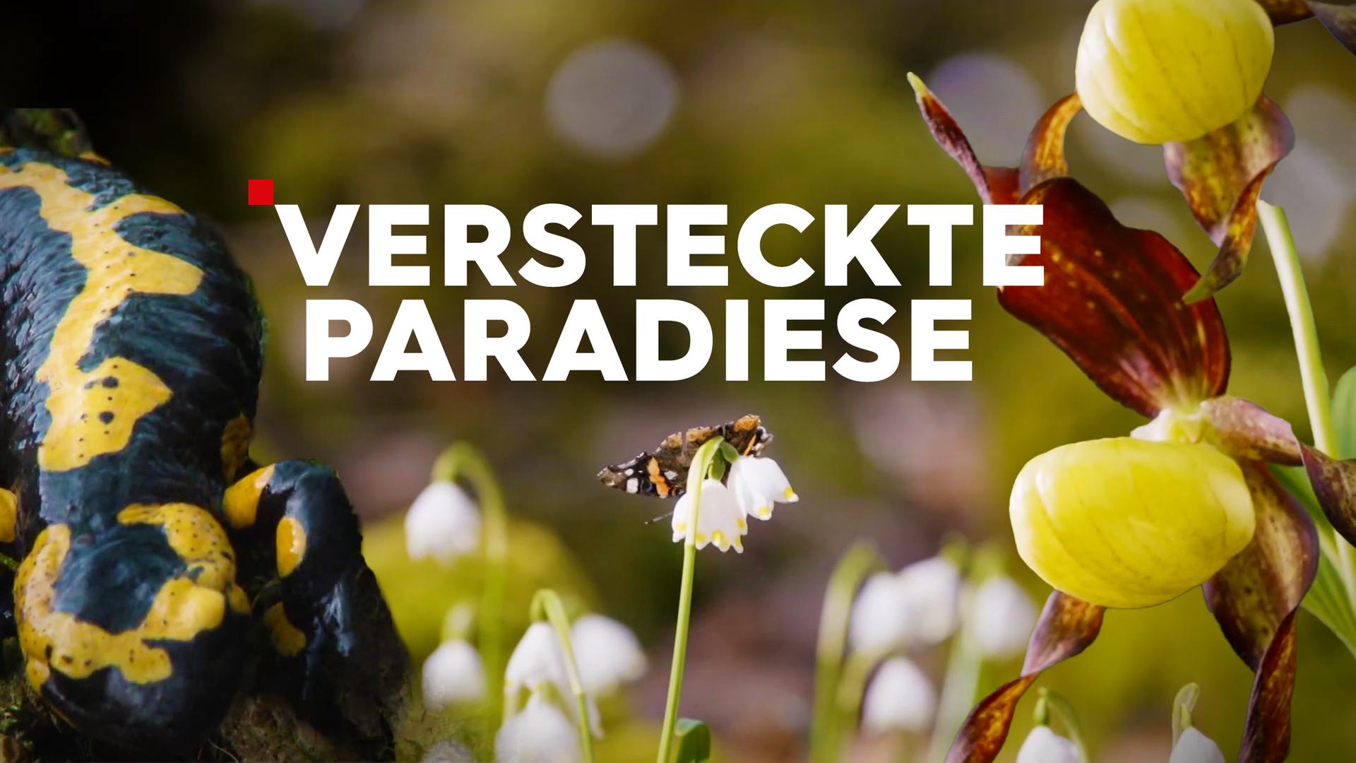 Versteckte Paradiese Sendetypical