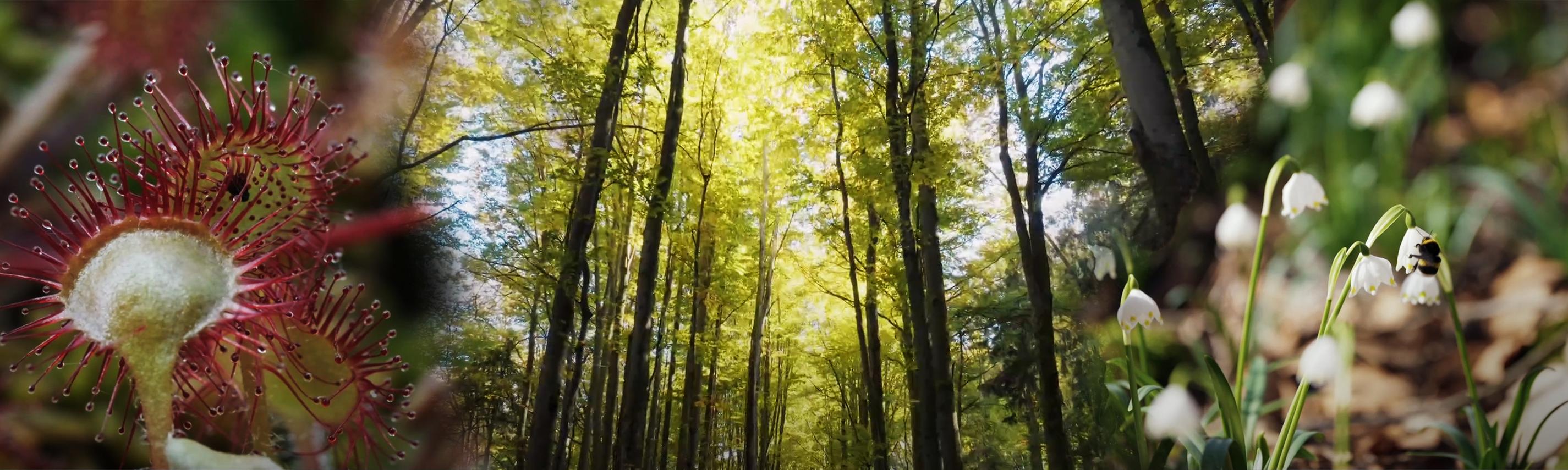 Versteckte Paradiese Hintergrund