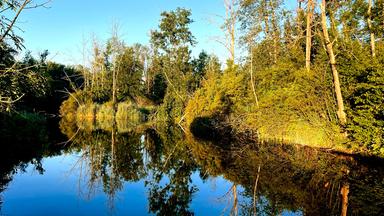 Ein Flussufer, dass sich im Wasser spiegelt.