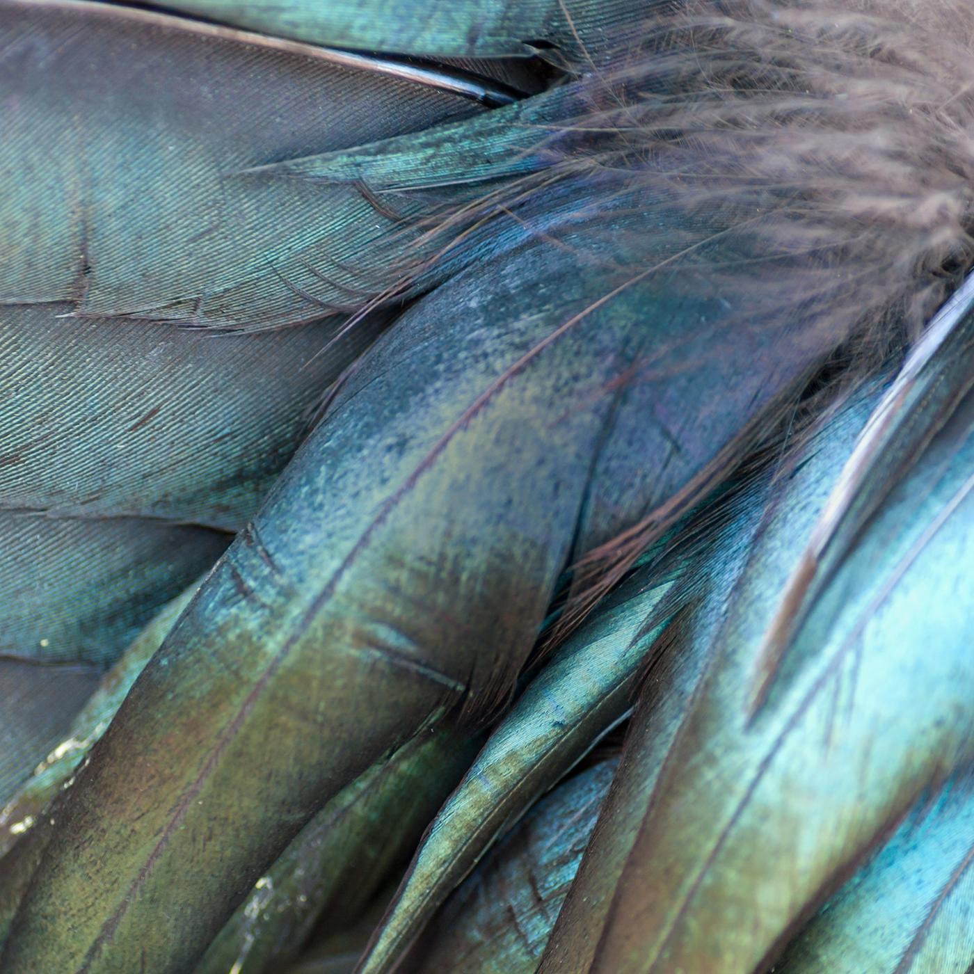 thema hintergrund voegel detail federn