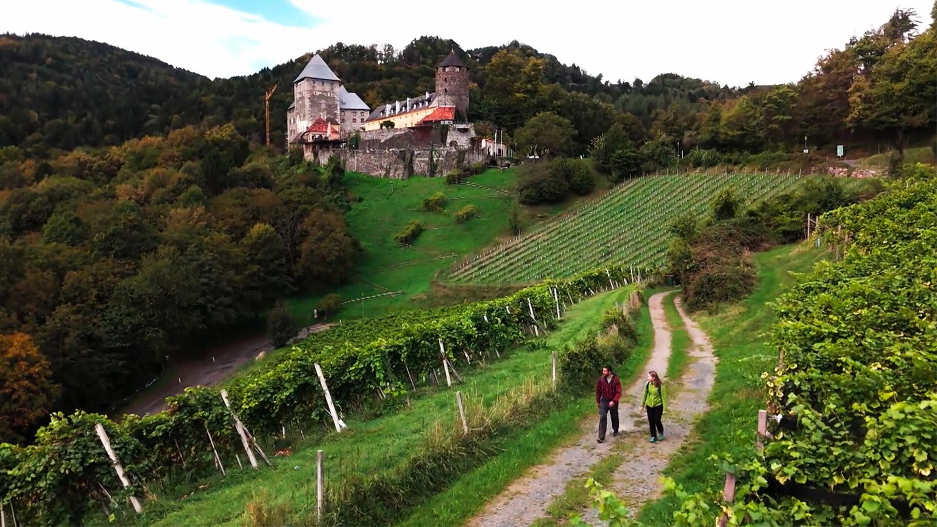 Das Bild zeigt eine malerische Landschaft mit einer Burg, die auf einem Hügel steht. Die Burg hat mehrere Türme und ein steiles, spitzes Dach. Vor der Burg erstreckt sich eine grüne Wiese, die sanft abfällt, und im Vordergrund verläuft ein schmaler Weg, der zwischen Weinreben hindurchführt. Auf beiden Seiten des Weges sind gut angelegte Weinreben zu sehen. Zwei Personen spazieren auf dem Weg; die eine trägt eine rote Jacke, die andere eine grüne Jacke. Die Umgebung ist üppig bewaldet und die Bäume zeigen herbstliche Farben. Der Himmel ist teilweise bewölkt und weist einige blaue Stellen auf.