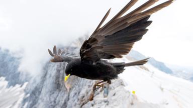 Eine Alpendohle in Nahaufnahme über einen Bergkamm fliegend