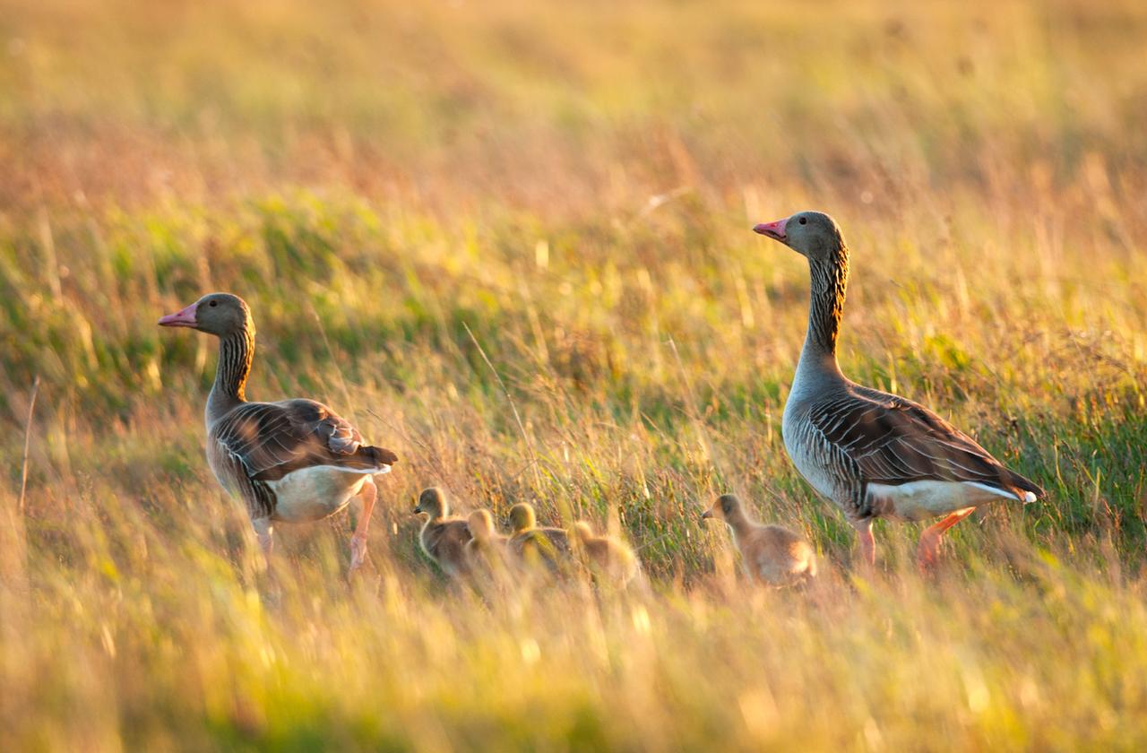 Graugansfamilie im Abendlicht auf einer Wiese