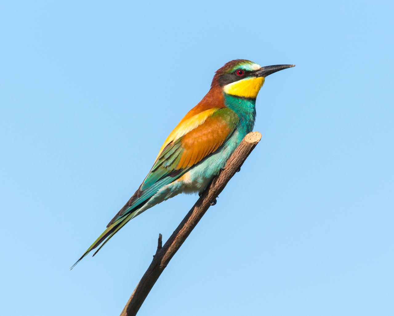 Bunter Voogel in Nahaufnahme auf einem Ast