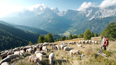 Das Bild zeigt eine Hirtin, die in einer bergigen Landschaft steht und Schafe betreut. Im Vordergrund sind zahlreiche Schafe, die auf einer grünen Wiese grasen. Die Schafe haben unterschiedliche Fellfarben, einschließlich Weiß, Grau und Braun.   Im Hintergrund erhebt sich die beeindruckende Berglandschaft der Sextener Dolomiten, die von verschiedenen Felsformationen und Gipfeln geprägt ist. Der Himmel ist teilweise bewölkt, und die Sonne scheint, wodurch die Szenerie von sanften Licht- und Schattenspielen geprägt ist. Auf der linken Seite des Bildes sieht man einen dichter bewaldeten Hang, während im unteren Teil des Bildes eine Talebene mit einer kleinen Ortschaft zu erkennen ist.   Die Hirtin trägt warme, praktische Kleidung und hat einen Rucksack auf dem Rücken. Sie steht aufrecht, mit einem Stock in der Hand, und beobachtet die Schafe, die sich in der nahen Umgebung bewegen. Die gesamte Szene vermittelt ein Gefühl von Ruhe und Verbundenheit mit der Natur.