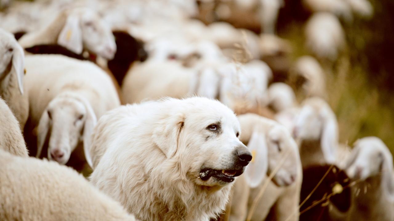 Das Bild zeigt eine Herde von Schafen, die in einem natürlichen Lebensraum in den Bergen grast. Im Vordergrund befindet sich ein großer, weißer Herdenschutzhund, der aufmerksam die Umgebung beobachtet. Der Hund hat ein dickes, lockiges Fell und eine ausgeglichene Haltung. Hinter ihm sind zahlreiche Schafe zu sehen, die überwiegend helles, wolliges Fell haben. Einige Schafe schauen direkt in die Kamera, während andere mit dem Kopf nach unten zum Grasen geneigt sind. Der Hintergrund ist unscharf, was den Fokus auf den Hund und die Schafe legt. Die Atmosphäre wirkt ruhig und idyllisch, mit der wilden Natur der Berge als Kulisse.
