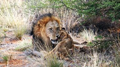 Ein Löwe mit prächtiger Mähne liegt mit seinem Jungen im Gras neben einem Busch.
