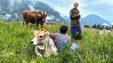 Zwei Frauen mit Kühen auf einer Weide.