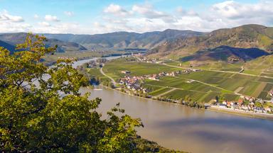 Blick von der Ferdinandswarte auf Loiben in der Wachau, Österreich. Im Vordergrund Bäume, im Hintergrund die Donau und Weinberge.