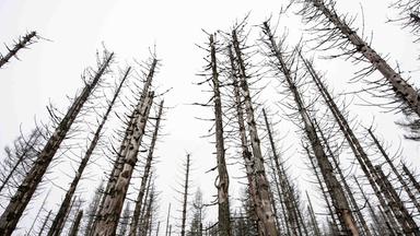 Kahle Bäume ohne Blätter und Nadeln