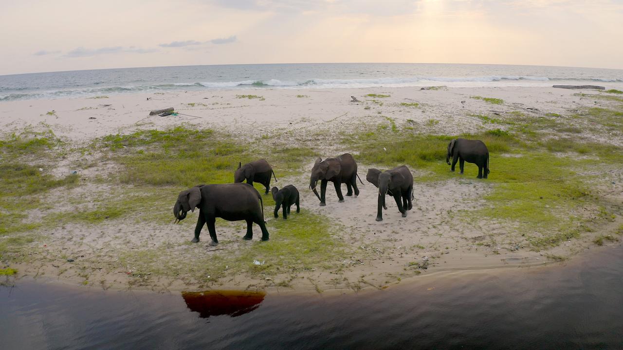 Das Bild zeigt eine Gruppe von Waldelefanten, die sich an einem Strand in Gabun aufhalten. Im Vordergrund sind mehrere Elefanten, darunter ein kleinerer, deutlich sichtbar. Sie bewegen sich über eine sandige Fläche, die von einigen Gras- und Pflanzenflächen durchzogen ist. Im Hintergrund erstreckt sich das Meer mit leichten Wellen, während der Himmel in sanften Tönen von Blau zu Orange übergeht, was auf die späte Tageszeit hindeutet.  Die Elefanten sind dunkelbraun bis schwarz und haben große Ohren, die charakteristisch für diese Art sind. Die Szene vermittelt eine ruhige und natürliche Atmosphäre im Einklang mit der Umgebung des Ivindo-Nationalparks, wo die Elefanten als wichtige Akteure im Ökosystem angesehen werden. An den Ufern eines dunkleren Flusses, der in der Nähe verläuft, ist eine reflektierende Fläche des Wassers zu sehen, die die Umgebung leicht spiegelt. Die gesamte Kulisse verdeutlicht die Verbindung zwischen Wildtieren und ihrer natürlichen Umgebung.