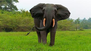 Das Bild zeigt einen Waldelefanten, der auf einer grünen Wiese steht. Der Elefant hat große, gefaltete Ohren und erhebt seinen Rüssel in einer drohenden Position. Seine Stoßzähne sind sichtbar und haben eine rosafarbene Farbe. Im Hintergrund ist eine dichte Vegetation zu sehen, die aus Bäumen und Sträuchern besteht. Der Himmel ist blass und es scheint, als ob es bewölkt ist.   Der Elefant wirkt imposant und sein Körper ist gut proportioniert. Er steht auf festem Boden, umgeben von saftigem Gras. Die gesamte Szene vermittelt eine ruhige, natürliche Atmosphäre in einem Waldgebiet. Es handelt sich um eine Aufnahme, die die majestätische Präsenz des Waldelefanten und dessen Lebensraum im Ivindo-Nationalpark in Gabun zeigt.