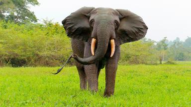 Das Bild zeigt einen Waldelefanten, der auf einer grünen Wiese steht. Der Elefant hat große, gefaltete Ohren und erhebt seinen Rüssel in einer drohenden Position. Seine Stoßzähne sind sichtbar und haben eine rosafarbene Farbe. Im Hintergrund ist eine dichte Vegetation zu sehen, die aus Bäumen und Sträuchern besteht. Der Himmel ist blass und es scheint, als ob es bewölkt ist.   Der Elefant wirkt imposant und sein Körper ist gut proportioniert. Er steht auf festem Boden, umgeben von saftigem Gras. Die gesamte Szene vermittelt eine ruhige, natürliche Atmosphäre in einem Waldgebiet. Es handelt sich um eine Aufnahme, die die majestätische Präsenz des Waldelefanten und dessen Lebensraum im Ivindo-Nationalpark in Gabun zeigt.
