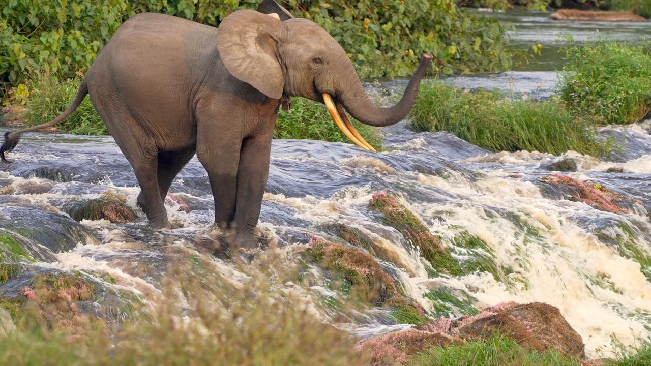 Das Bild zeigt einen Waldelefanten, der sich vorsichtig an einem Wasserfall befindet. Der Elefant hat eine graue Haut und auffällige, lange, graue Stoßzähne. Er steht auf einer unebenen Fläche aus Felsen und Pflanzen, während das Wasser des Wasserfalls in einem sanften Fluss über die Steine fließt. Die Umgebung ist üppig bewachsen mit grünen Pflanzen und Sträuchern, die den Charakter eines tropischen Regenwaldes zeigen. Im Hintergrund sind einige Strömungen und ruhigeres Wasser zu sehen, die das Bild lebendig machen. Die Atmosphäre vermittelt eine Mischung aus Anmut und Aufregung, da der Elefant sich in einem herausfordernden Terrain bewegt, während er auf der Suche nach Nahrung ist.