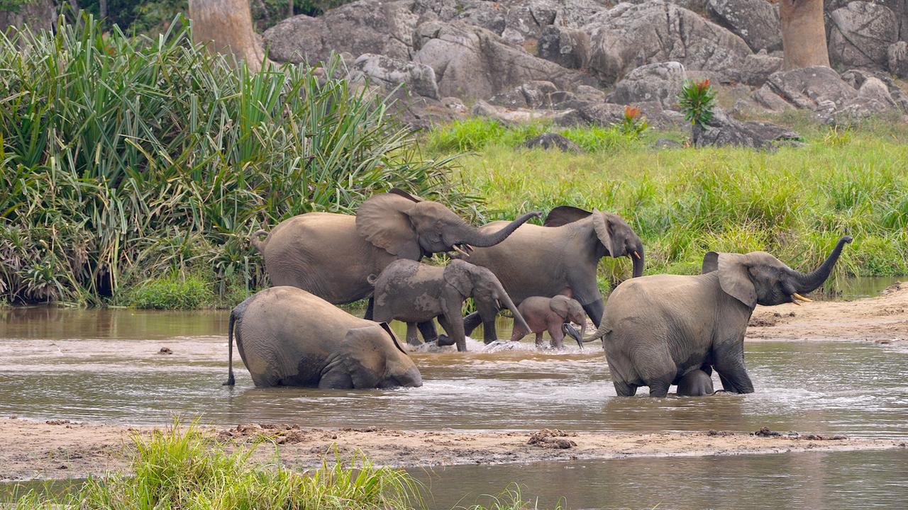 Das Bild zeigt eine Waldelefantenfamilie, die sich an einer Wasserstelle in einem grünen, dichten Bereich des Regenwaldes aufhält. Es sind insgesamt sechs Elefanten zu sehen, darunter ein kleines Jungtier. Die Tiere stehen teilweise im Wasser, und einige beugen sich, um zu trinken oder zu planschen.   Im Hintergrund sind hohe, grüne Pflanzen sowie einige große Felsen zu erkennen, die einen natürlichen Lebensraum des afrikanischen Regenwaldes repräsentieren. Das Licht ist sanft und vermittelt eine ruhige, friedliche Atmosphäre.   Die Elefanten wirken in ihrer natürlichen Umgebung sorglos und beschäftigt, während sie sich um ihre Wasserstelle versammeln. Die Szenerie verdeutlicht die Bedeutung dieser Tiere im Ökosystem, da sie als „Architekten des Regenwaldes“ bezeichnet werden.