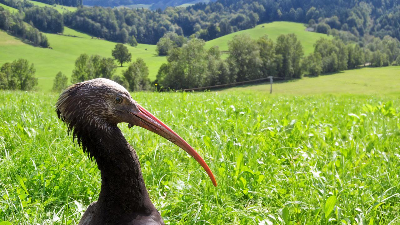 Waldrapp beim Sonnenbad