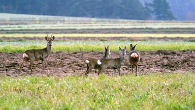 Rehfamilie in der offenen Waldviertler Landschaft auf einem abgeernteten Feld im Herbst