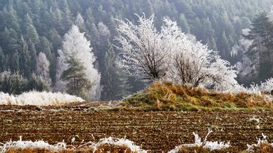 Winterlandschaft mit Bäumen voll Raureif