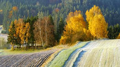Bäume in Herbstfarben, davor in Streifen angelegte, abgeerntete Felder