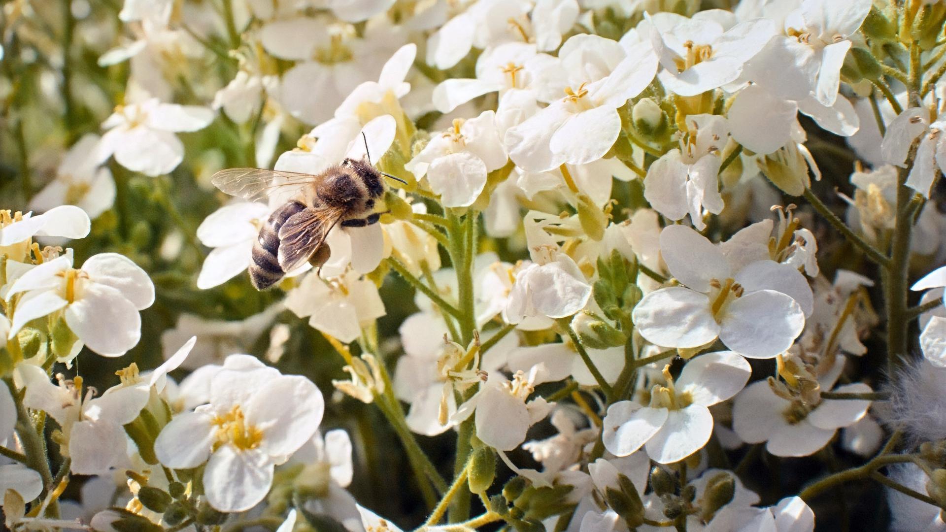 Eine Honigbiene sitzt auf weißen Blüten und sammelt Nektar bei sonnigem Licht.