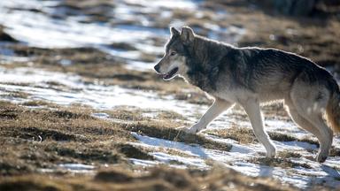 Wanderwolf