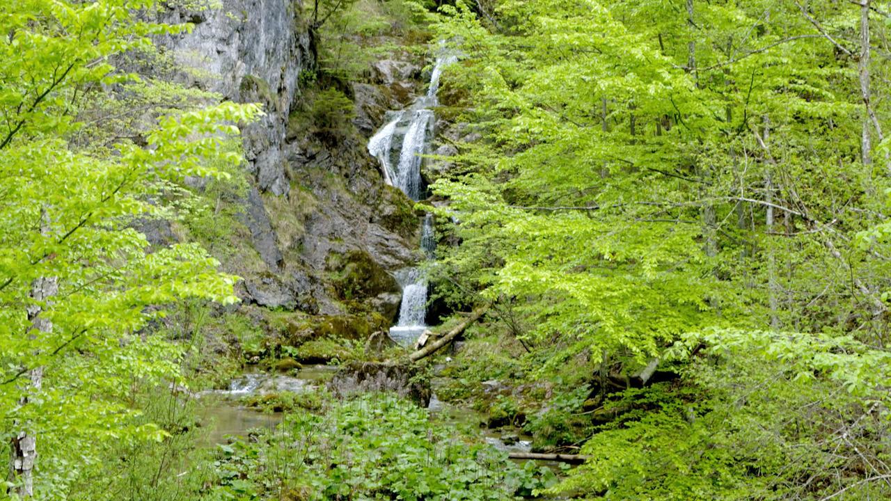 Ein schmaler Wasserfall stürzt in mehreren Kaskaden über moosbedeckte Felsen durch einen dichten grünen Wald.
