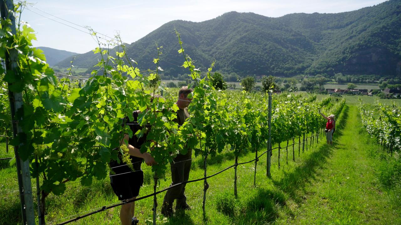 Das Bild zeigt einen Weinberg mit grünen Weinreben. Im Vordergrund arbeiten zwei Personen zwischen den Reihen, während eine dritte Person weiter hinten steht. Im Hintergrund sind sanfte Hügel und Bäume zu sehen.