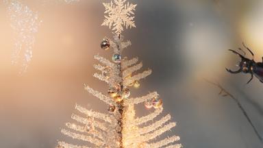 ein Eistannenbäumchen mit Weihnachtstern auf der Spitze, Eiskristalle und ein Hirschkäfer der von rechts ins Bild ragt