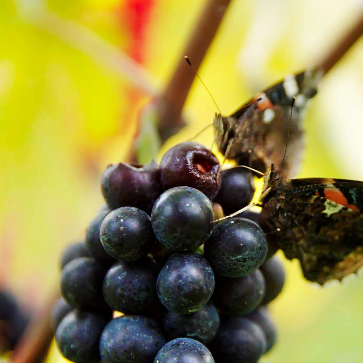 Wein am Rhein