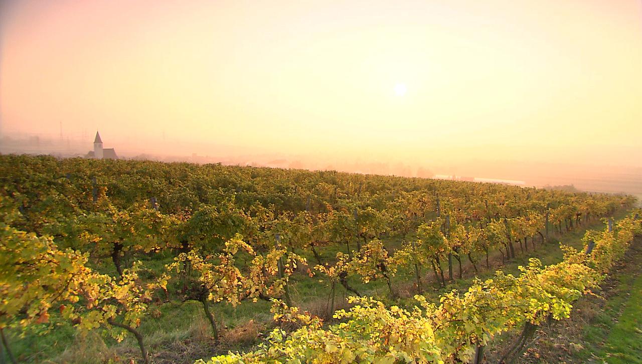 Herbstlicher Weinberg in der Abendsonne
