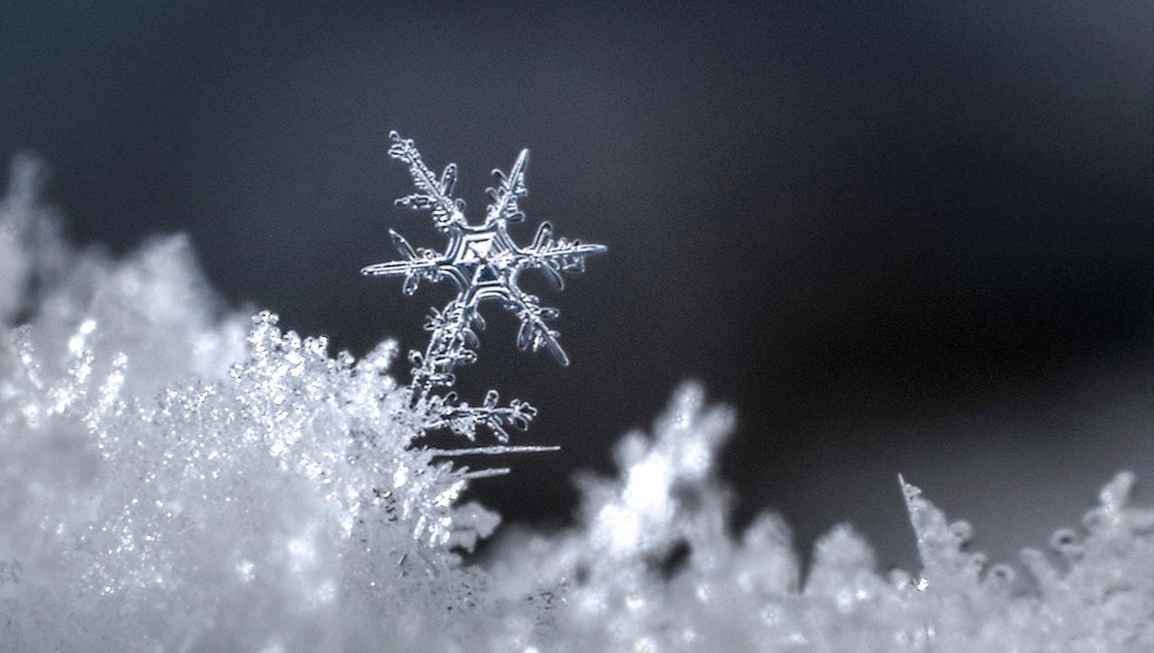Seltene Makro-Aufnahme eines Schneekristalls während des Schneefalls. 