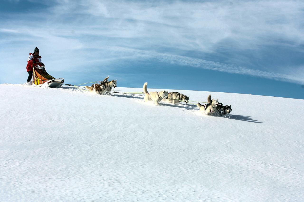 Sechs Schlittenhunde ziehen einen Schlitten durch den Tiefschnee.
