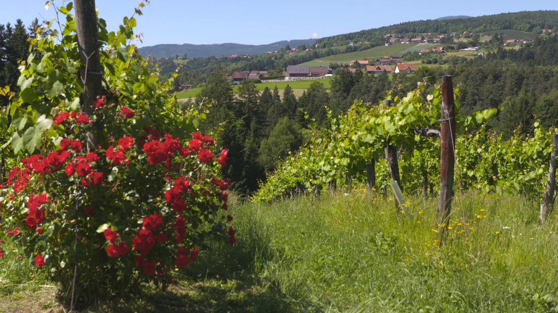 Weinberge