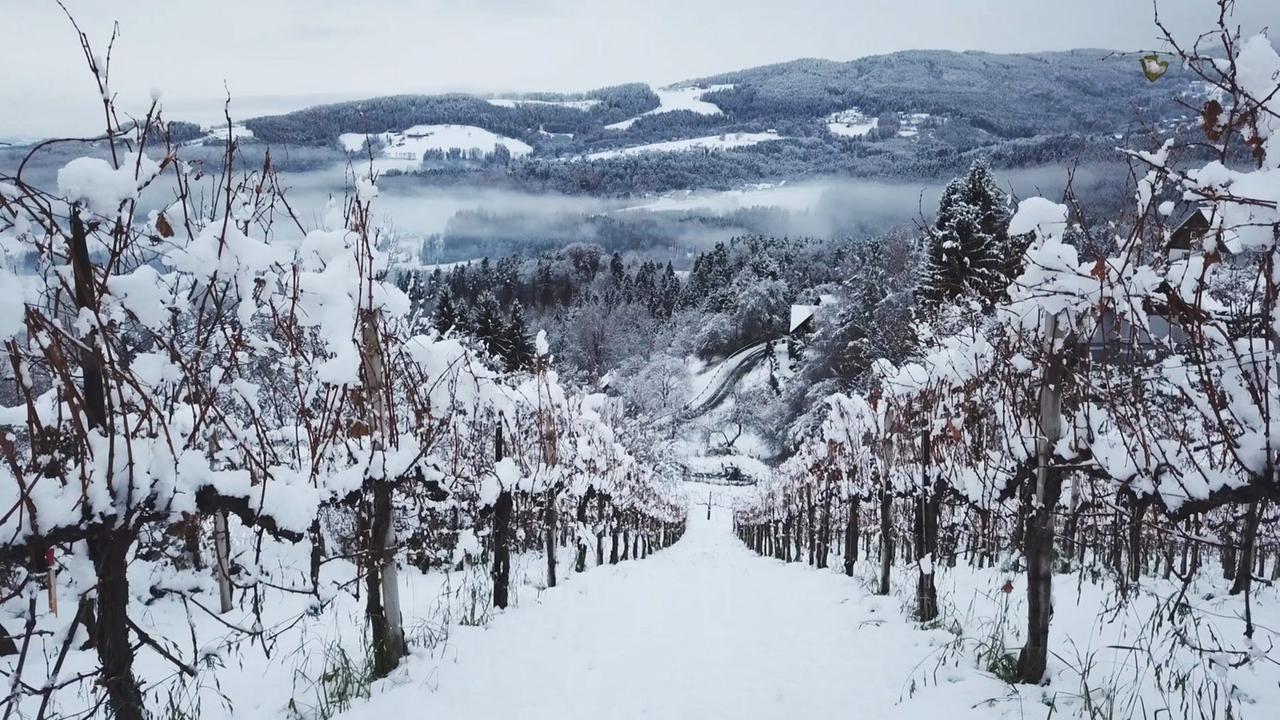 schneebedeckte Weinberge in der Dämmerung