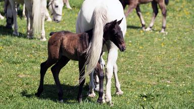Lipizzaner-Fohlen