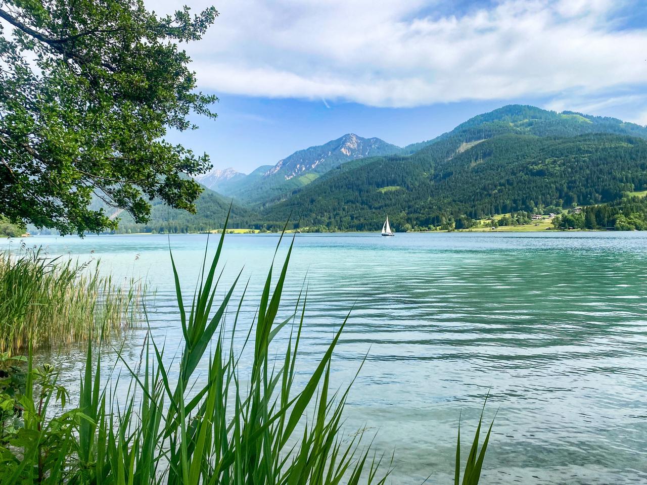 Das Bild zeigt den Weissensee in Österreich an einem sonnigen Sommertag. Im Vordergrund sind grüne Schilfrohre und Pflanzen am Ufer sichtbar. Das Wasser hat eine klare, türkisfarbene Tönung und ist sanft geschwungen, was auf eine ruhige Wetterlage hindeutet.   In der Mitte des Bildes schwimmt ein Segelboot, das von leichtem Wind getragen wird. Im Hintergrund erheben sich sanfte Berge, die überwiegend mit grünen Bäumen und gelegentlichen Felsformationen bewachsen sind. Der Himmel ist größtenteils klar mit einigen weißen Wolken, die verstreut sind.   Der Standort des Weissensees wird als malerisch beschrieben, eingebettet in die Karnischen Alpen, was sich in der Schönheit der umliegenden Natur widerspiegelt.