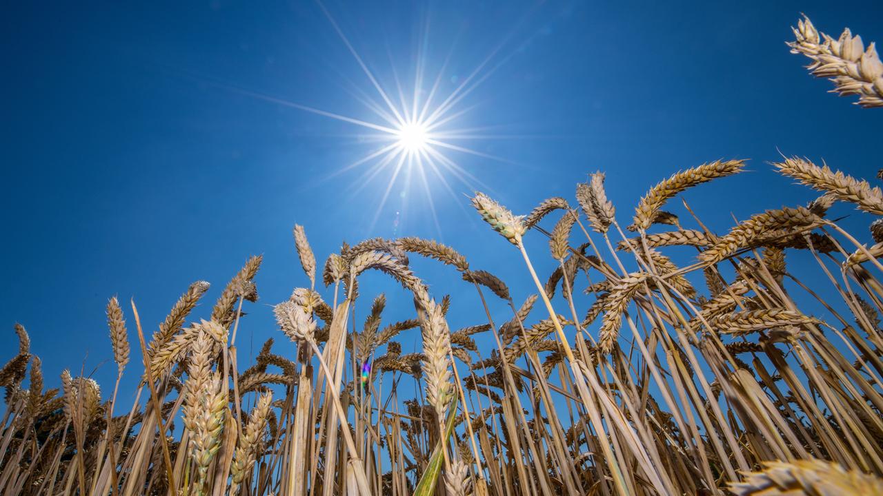 Pflanzen Sollen Dem Klimawandel Trotzen 3sat Mediathek