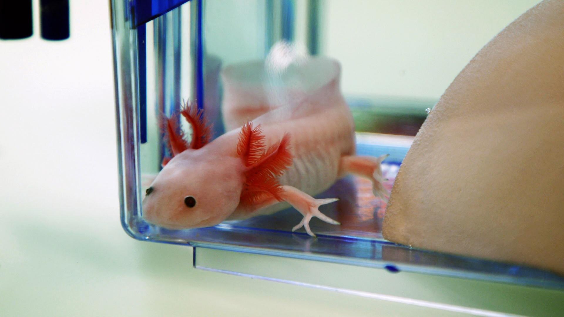 Ein rosafarbenes  „Axolotl“ 