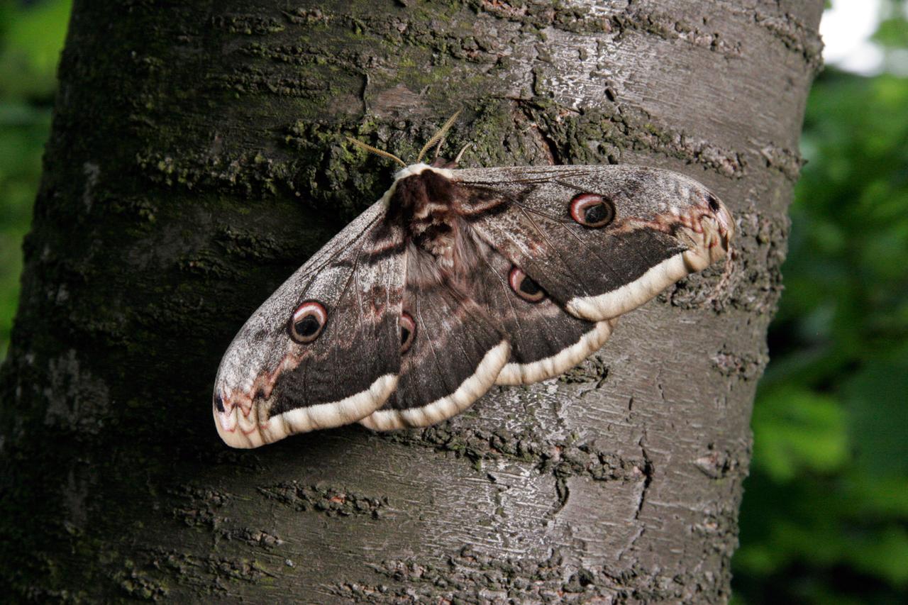 Wiener Nachtpfauenauge