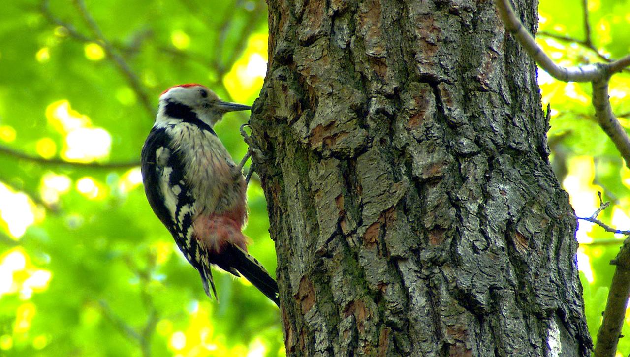 Specht an einem Baum pickend