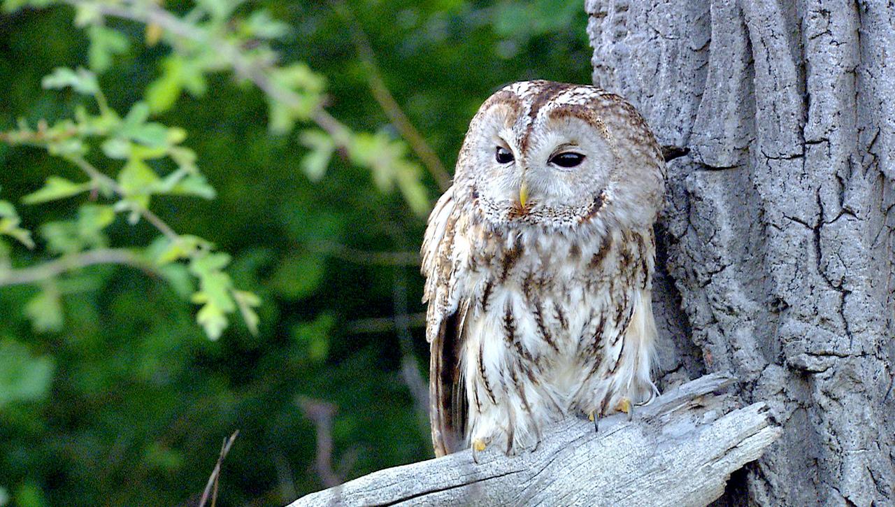 Waldkauz auf einem Ast