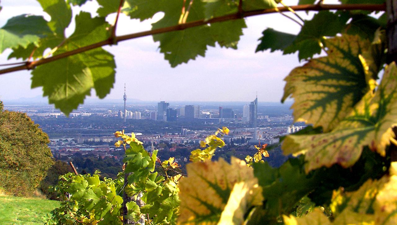 Blick vom Berg auf die Stadt Wien von Blättern umrankt