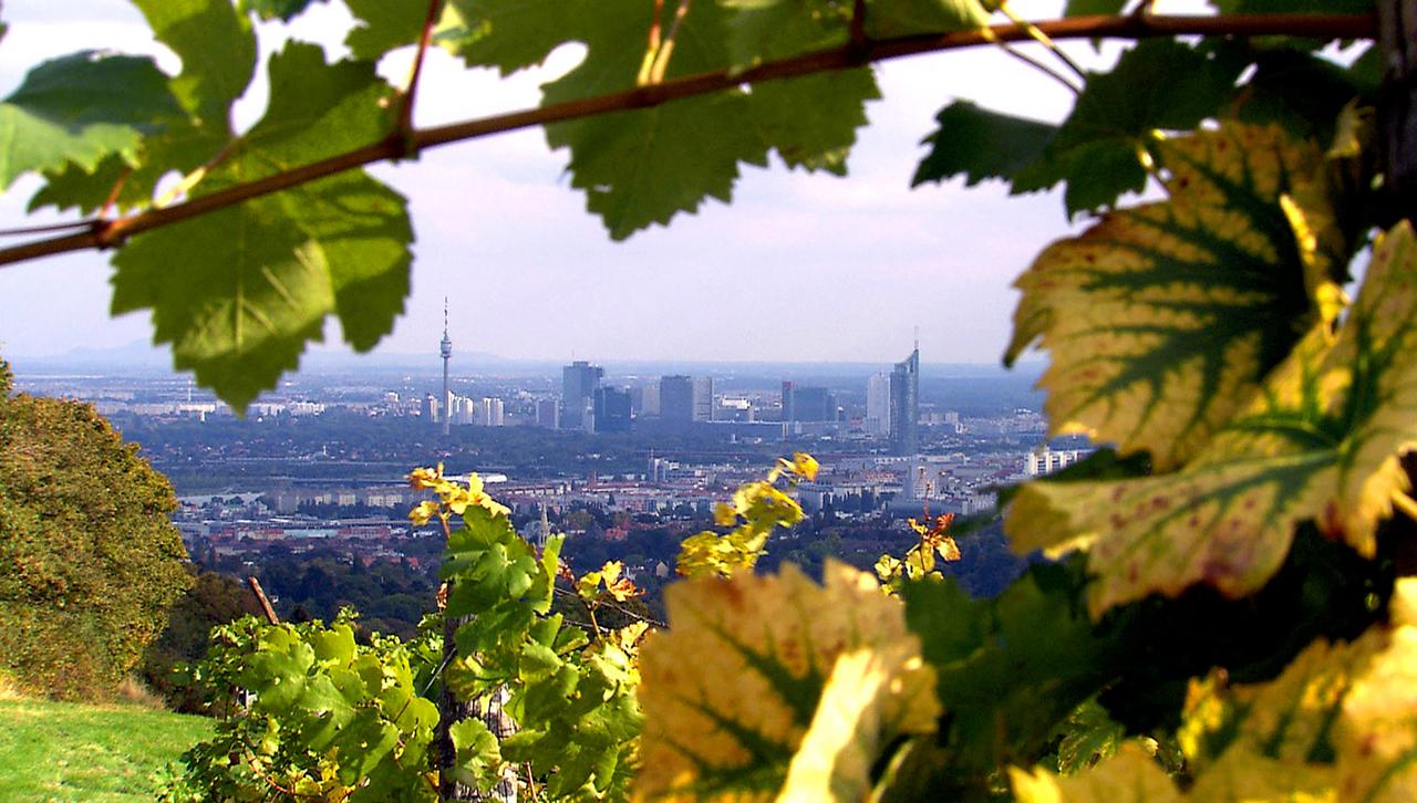 Blick vom Berg auf die Stadt Wien von Blättern umrankt