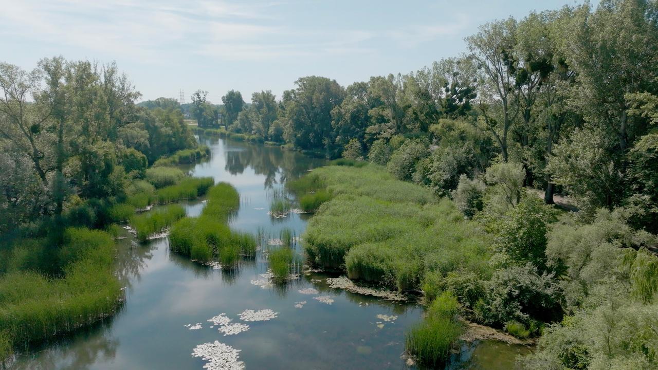 Das Bild zeigt eine ruhige, von Bäumen gesäumte Gewässerlandschaft mit Ufervegetation. Das Wasser spiegelt den Himmel wider, während hohe Gräser und Pflanzen am Rand wachsen.