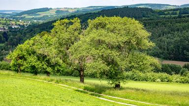 Ein Baum im Biosphärenpark im Wienerwald.