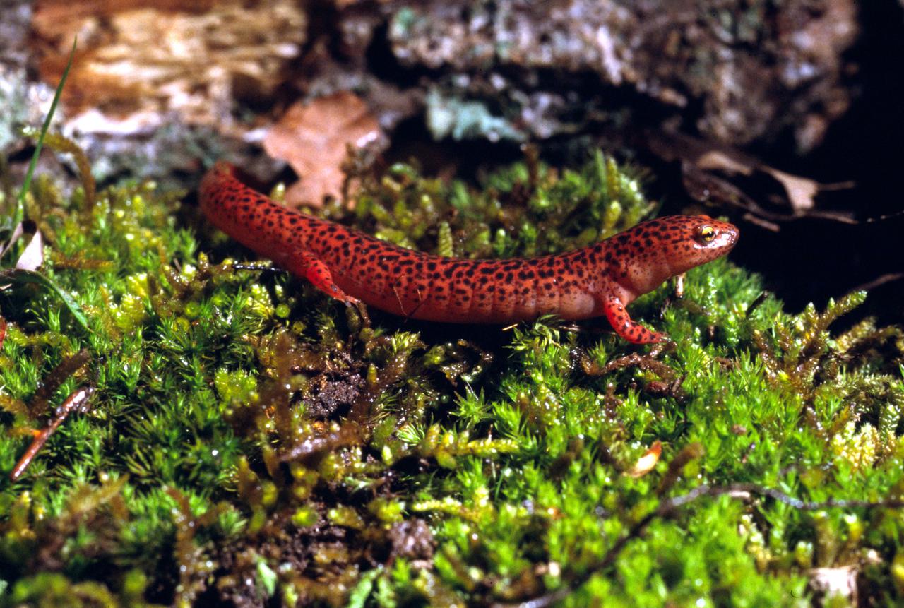 Nördlicher Rotsalamander