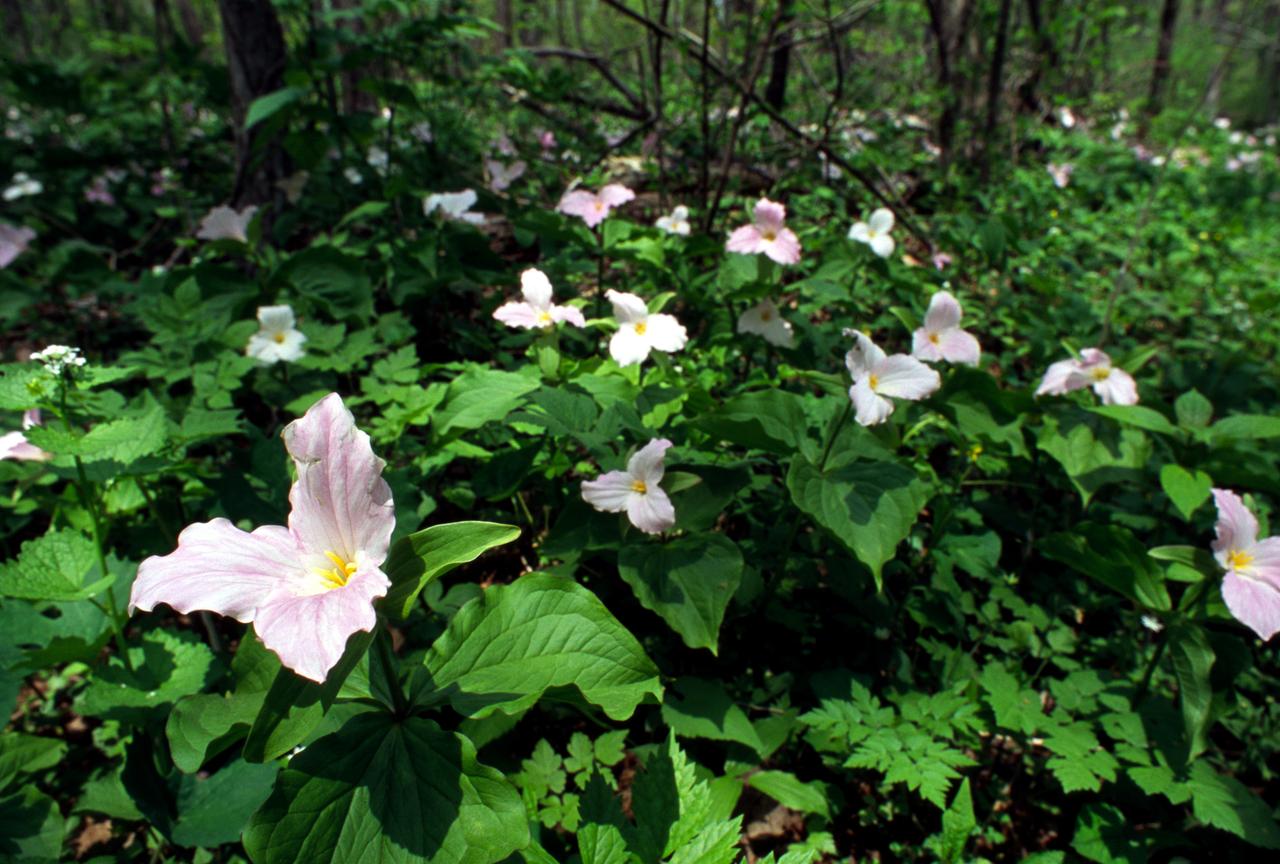 Dreiblatt, Waldlilie