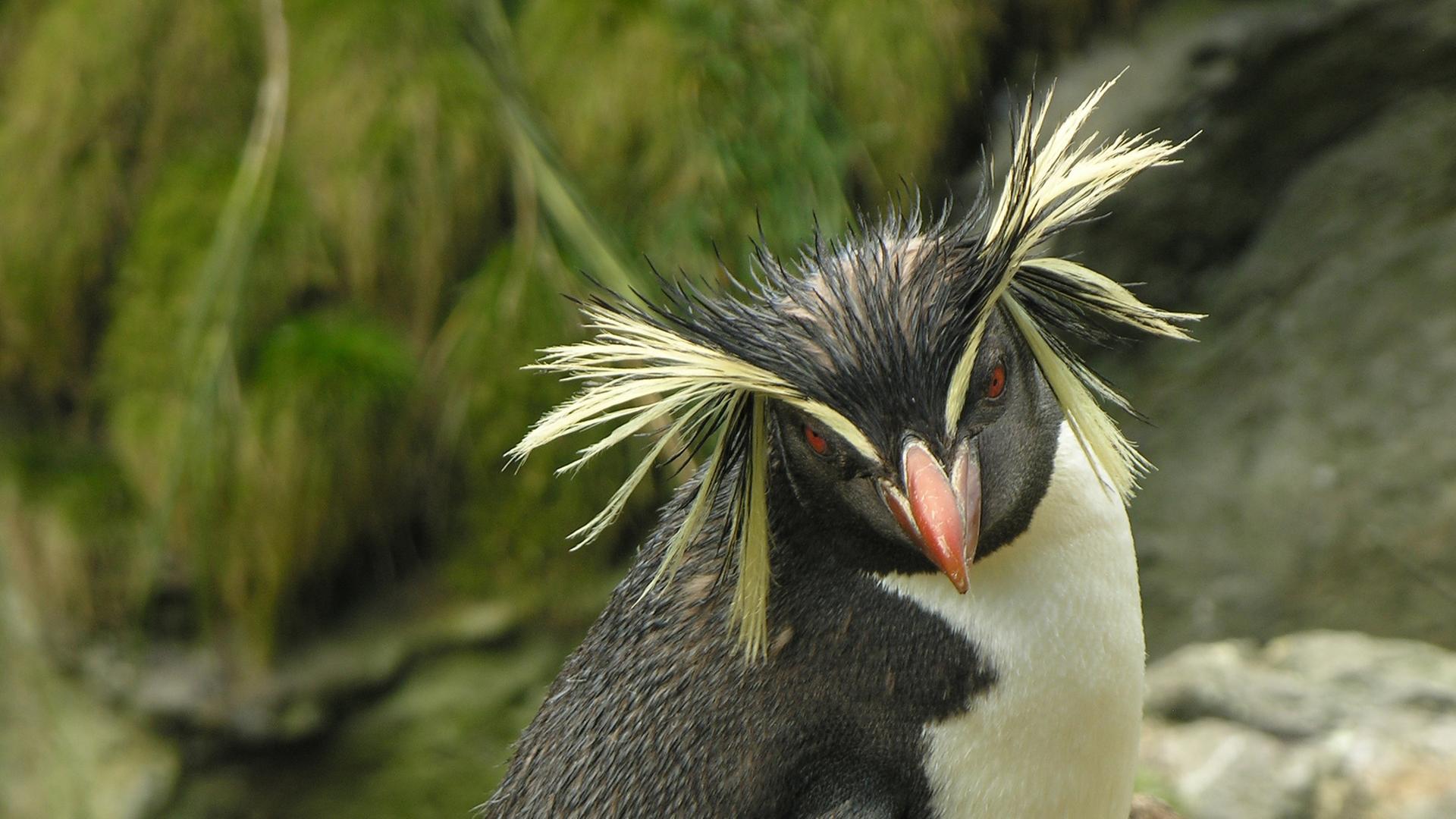 "Wilde Schönheit - Inseln im Atlantik": Ein Pinguin steht auf einem Felsen und guckt schräg nach unten.
