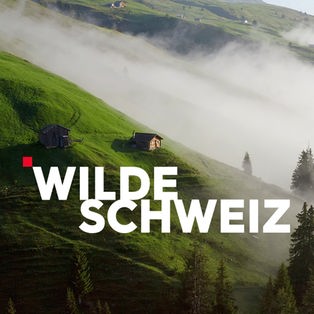 Teaser Wilde Schweiz