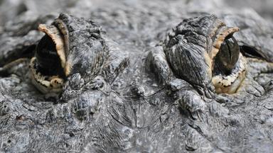 Augen eines Mississippi-Alligators